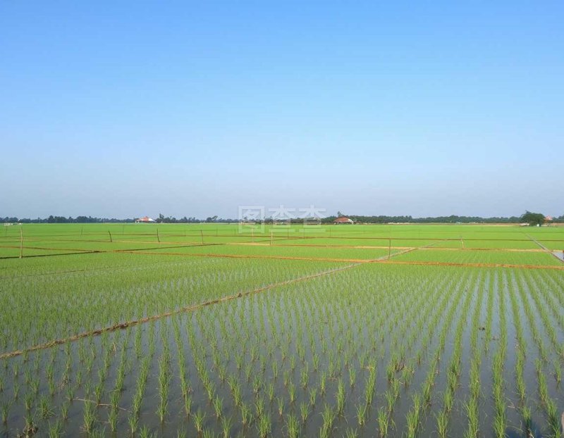古河道种植选购指南:打造自然生态走廊