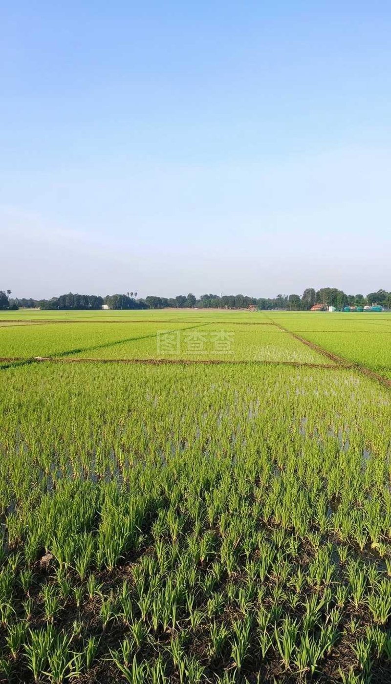 选对优质粮食种植基地，让餐桌更加丰盛